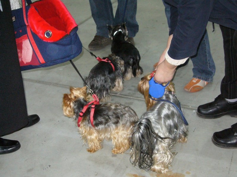 Yorkshire Terrier