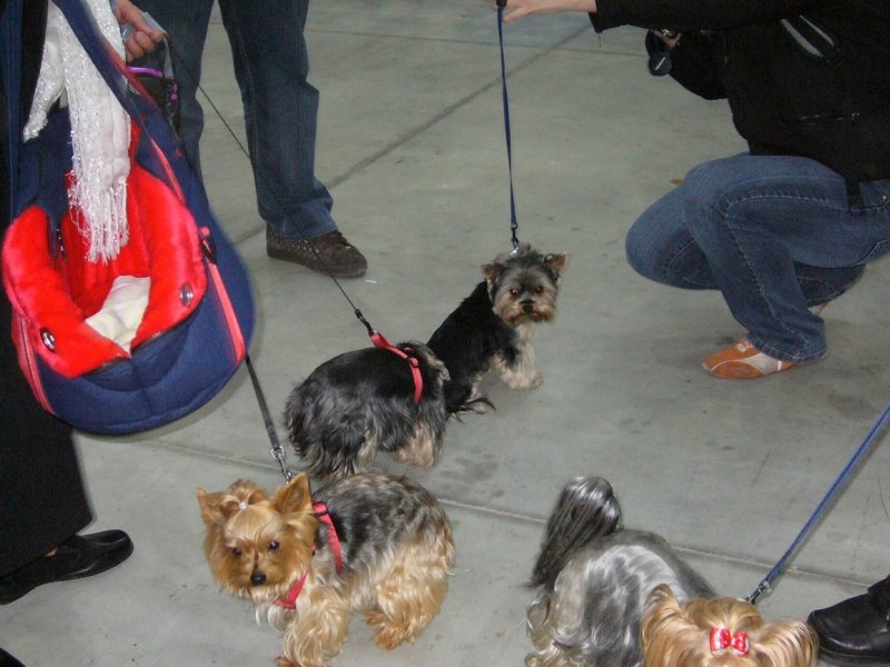 Yorkshire Terrier