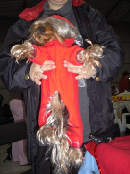 Yorkshire Terrier