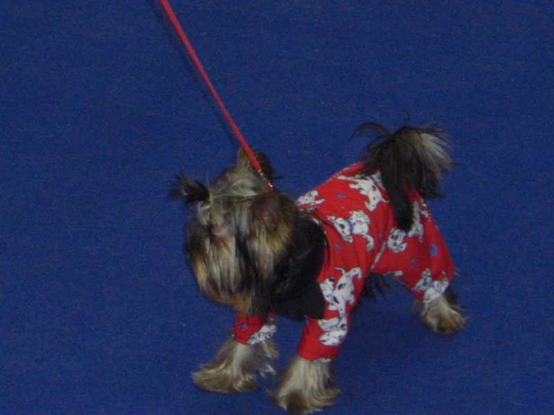 Yorkshire Terrier