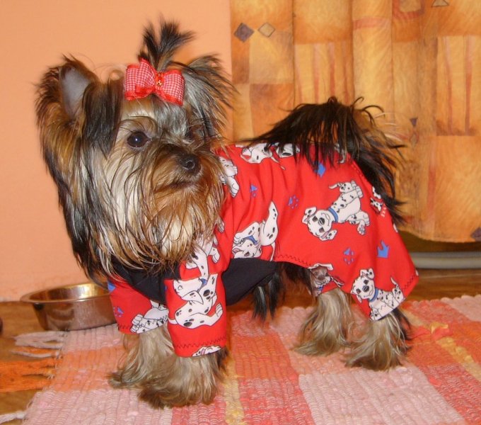 Yorkshire Terrier