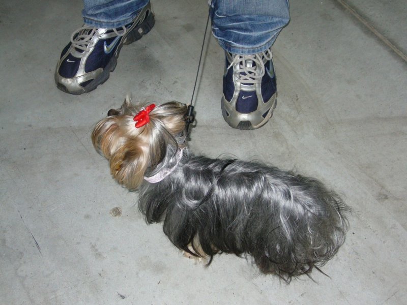 Yorkshire Terrier