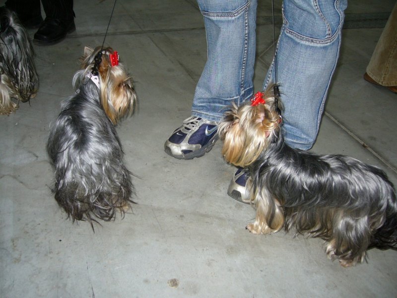 Yorkshire Terrier