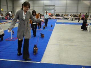 Yorkshire Terrier