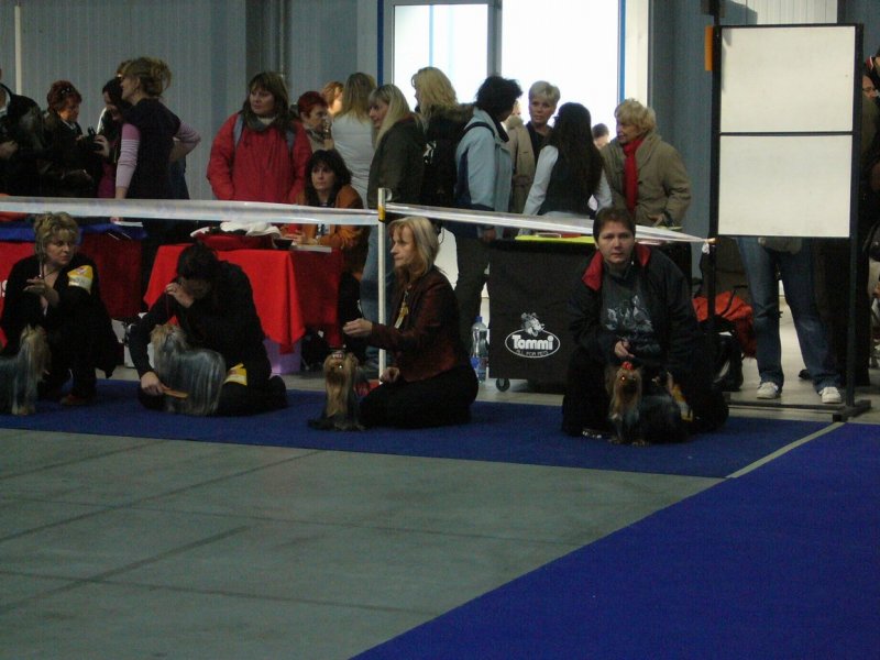 Yorkshire Terrier