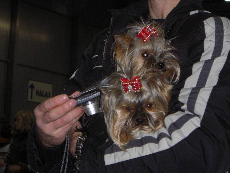 Yorkshire Terrier