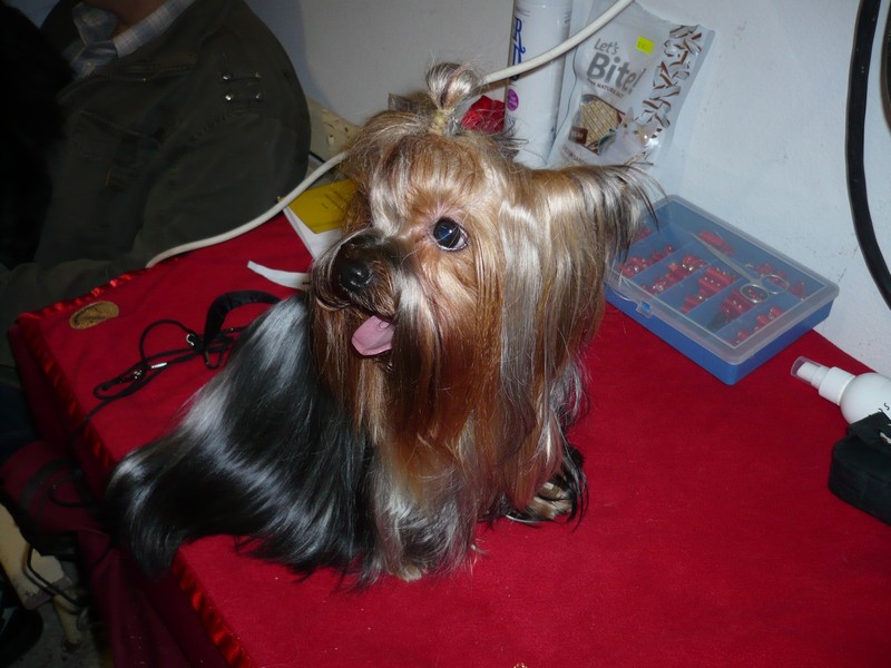 Yorkshire Terrier