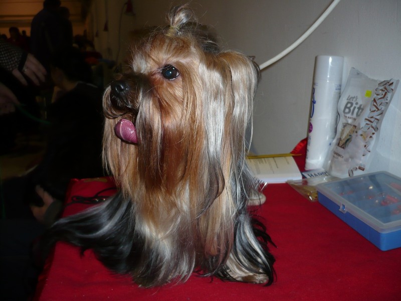 Yorkshire Terrier