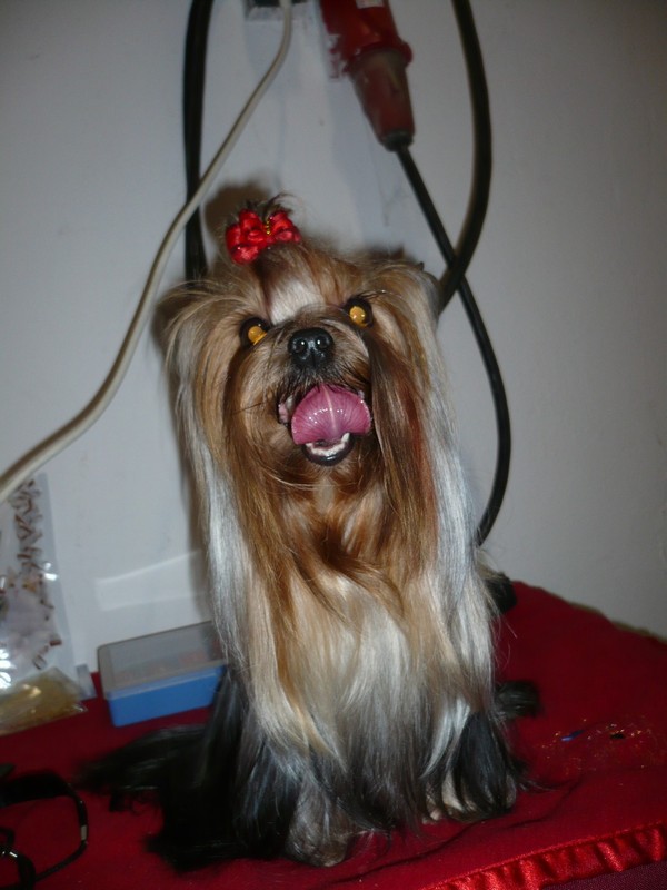 Yorkshire Terrier