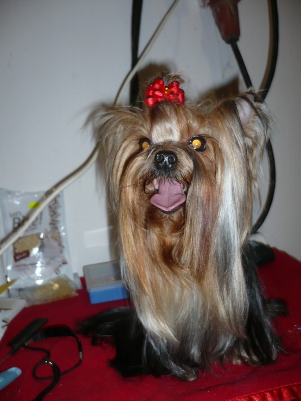 Yorkshire Terrier
