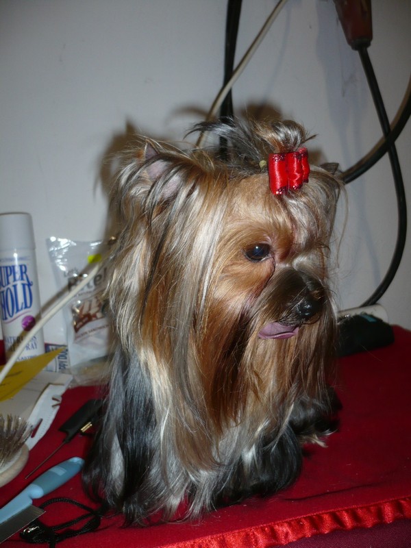 Yorkshire Terrier