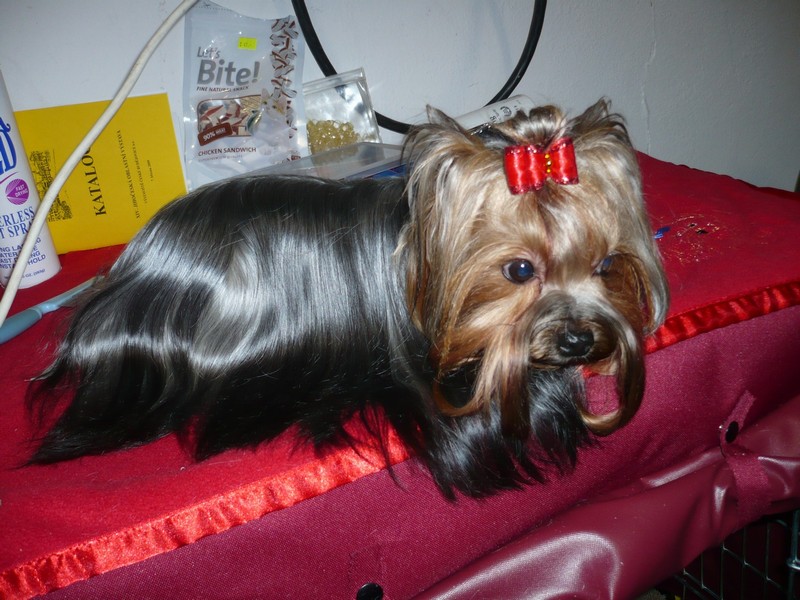 Yorkshire Terrier