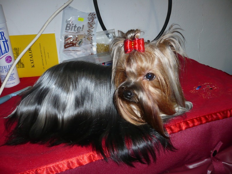Yorkshire Terrier