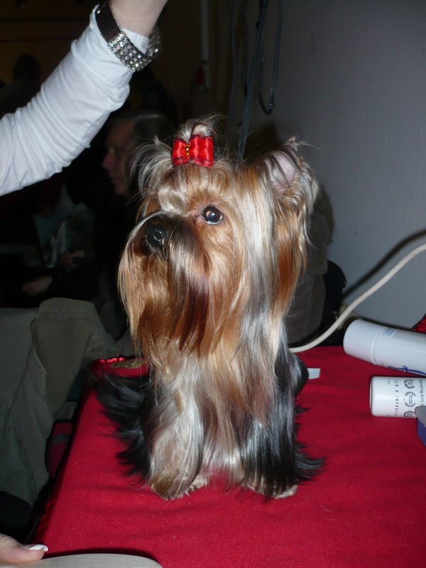 Yorkshire Terrier