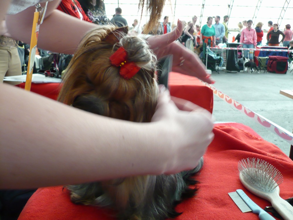 Yorkshire Terrier