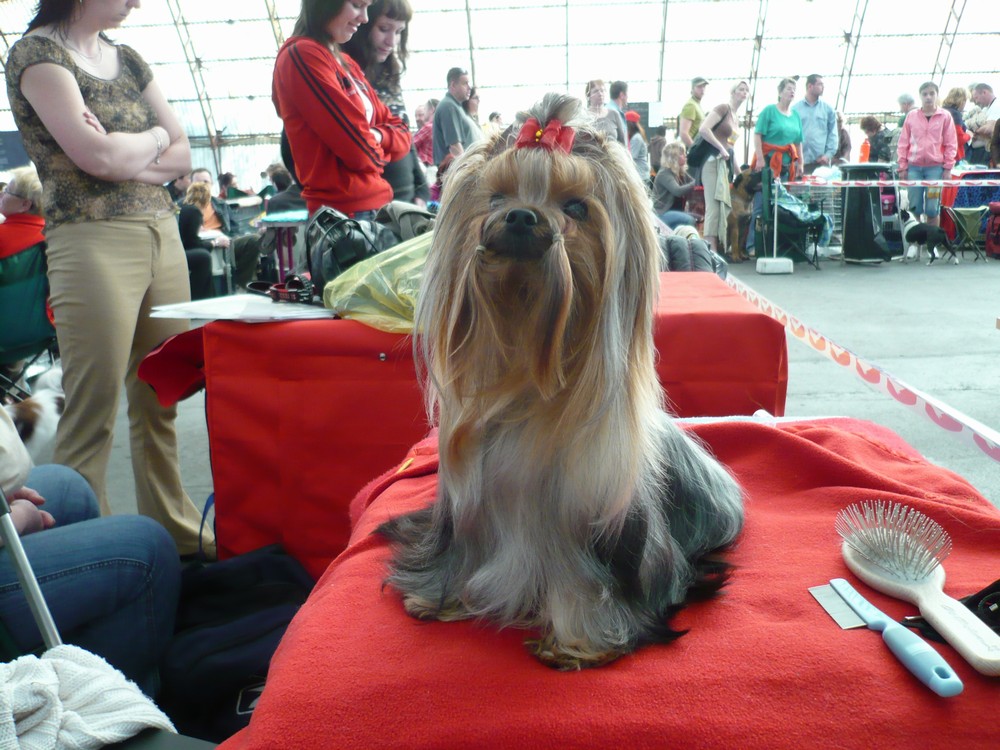Yorkshire Terrier