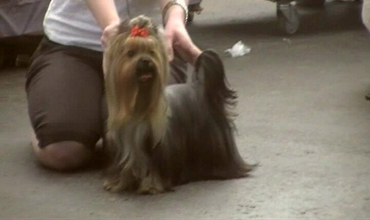 Yorkshire Terrier