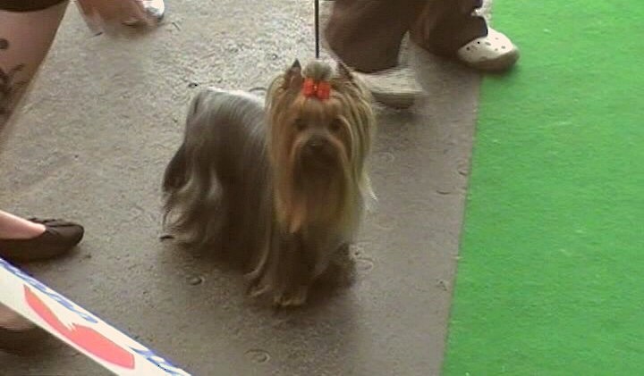 Yorkshire Terrier