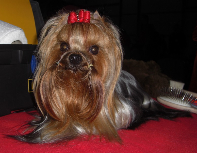 Yorkshire Terrier