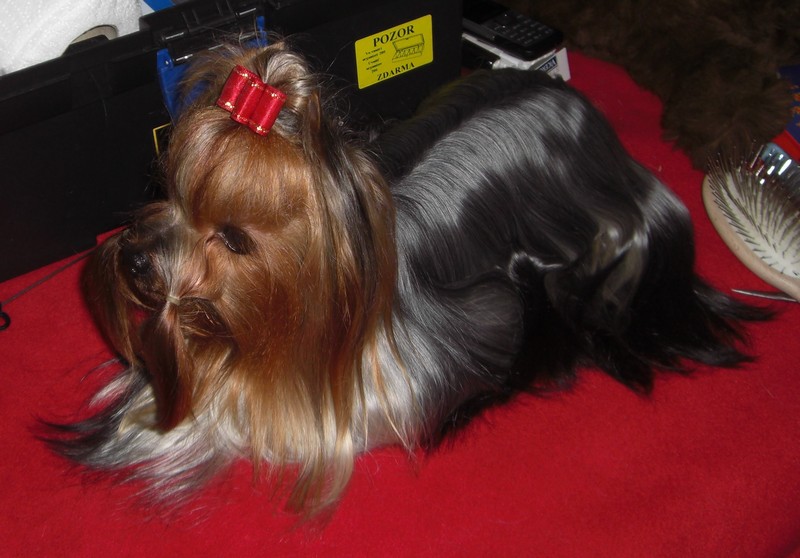 Yorkshire Terrier
