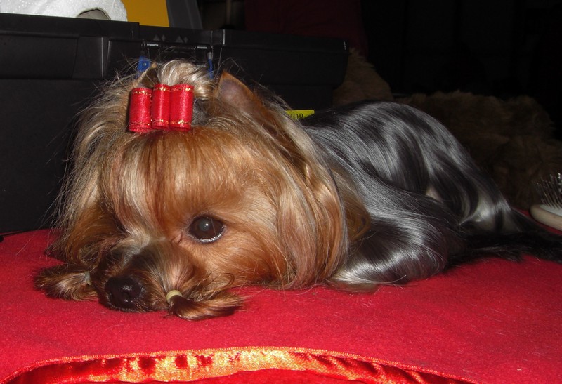 Yorkshire Terrier
