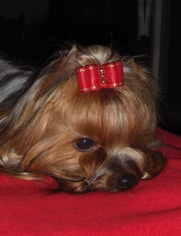 Yorkshire Terrier