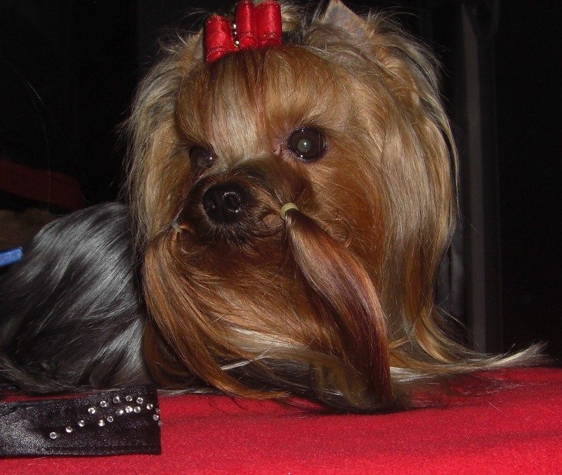 Yorkshire Terrier