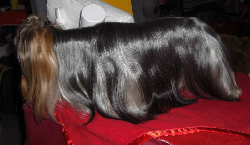 Yorkshire Terrier