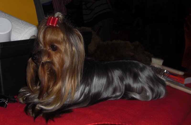 Yorkshire Terrier