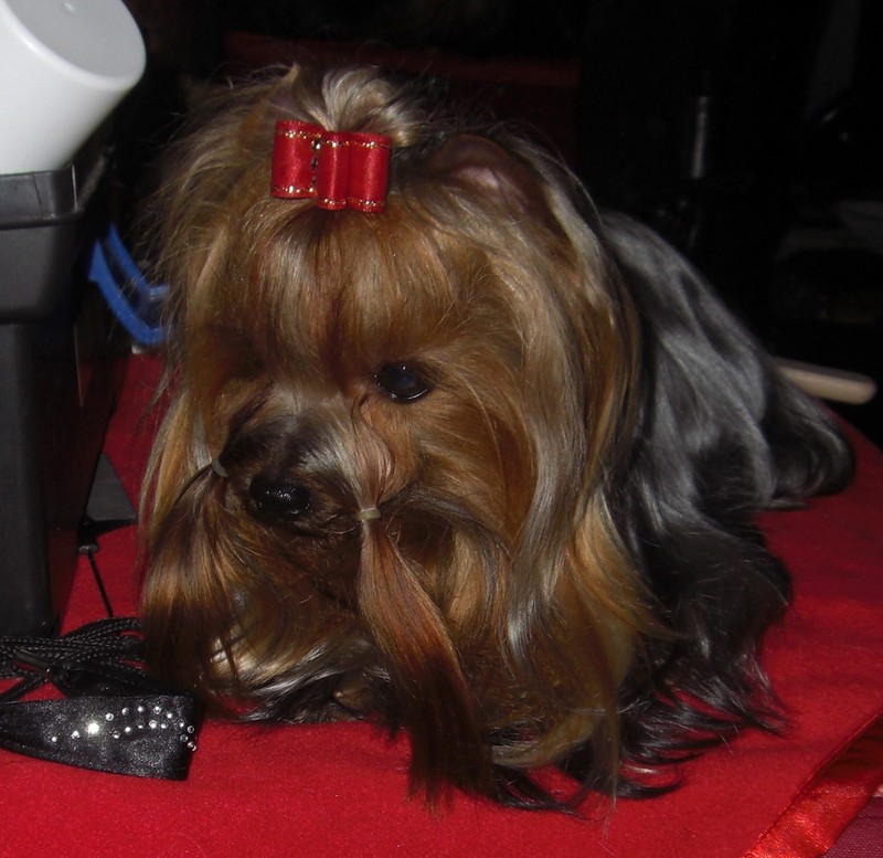 Yorkshire Terrier