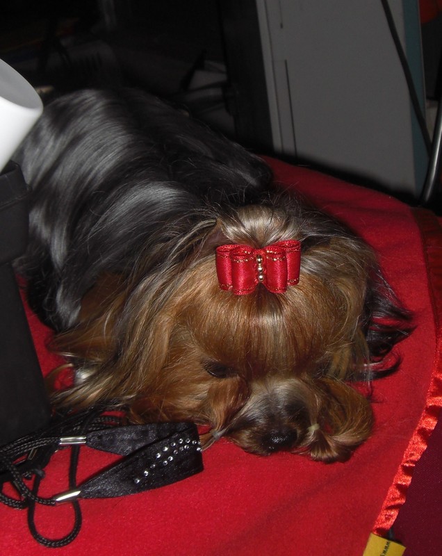 Yorkshire Terrier