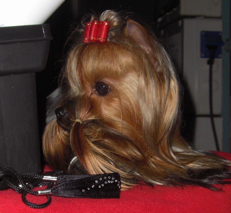 Yorkshire Terrier