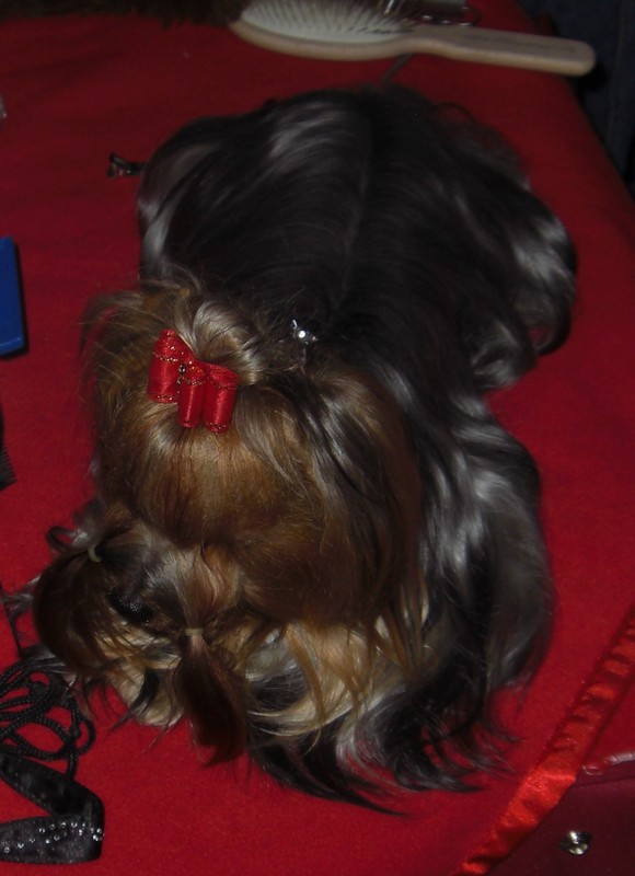 Yorkshire Terrier