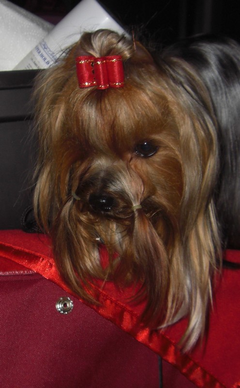 Yorkshire Terrier