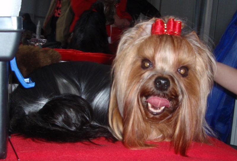 Yorkshire Terrier