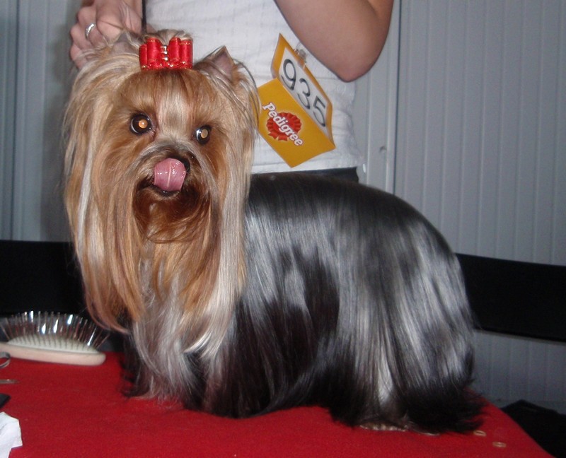 Yorkshire Terrier