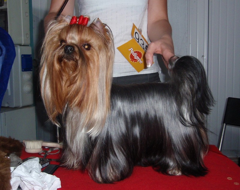 Yorkshire Terrier