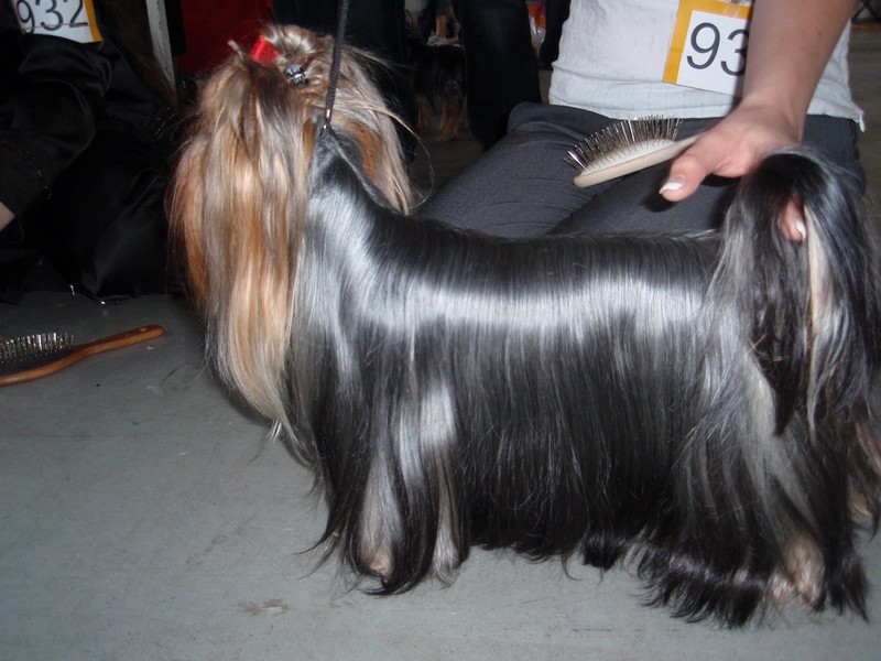 Yorkshire Terrier