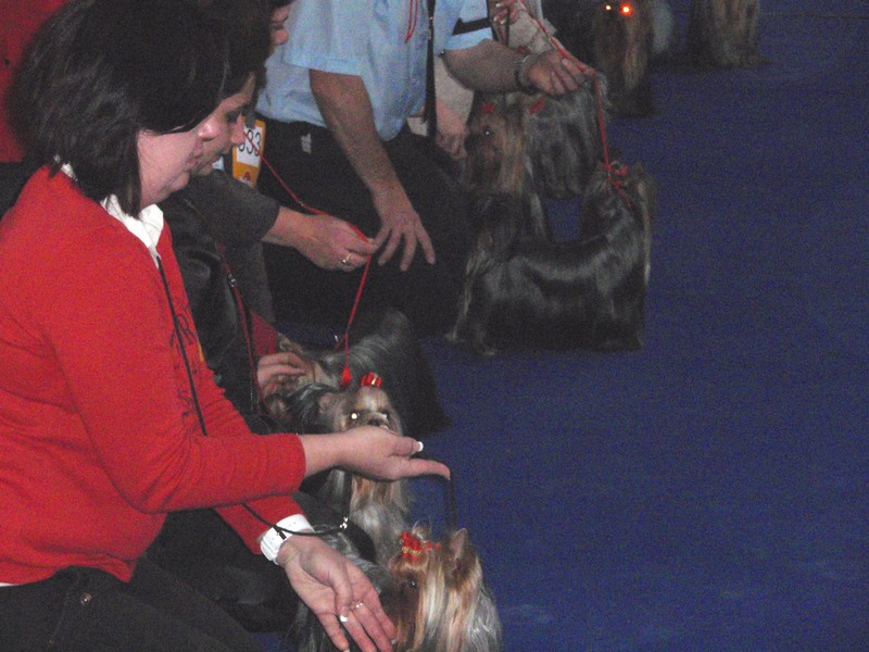 Yorkshire Terrier