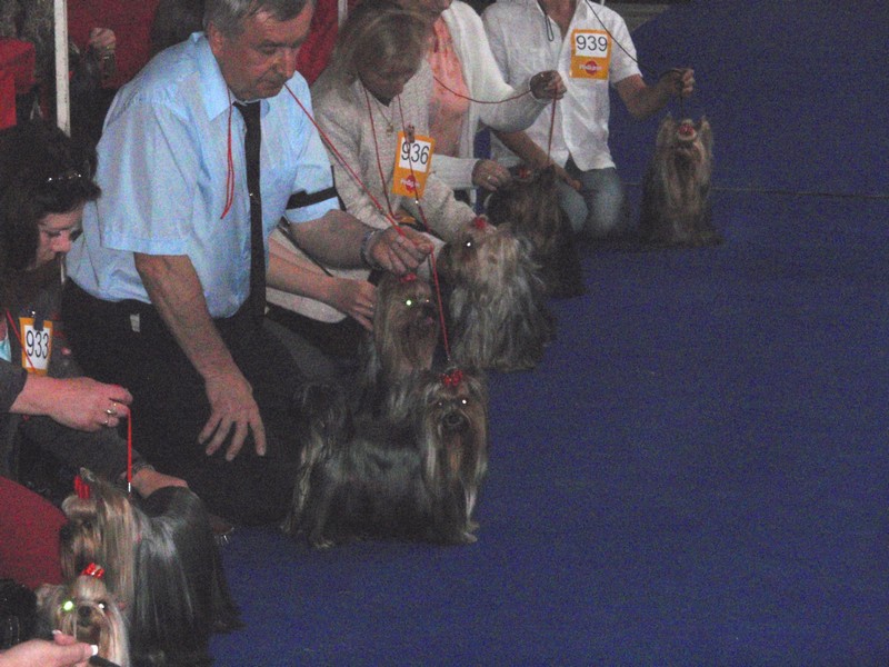 Yorkshire Terrier