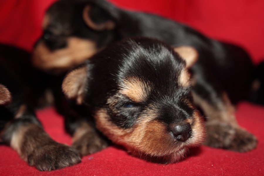 Yorkshire Terrier