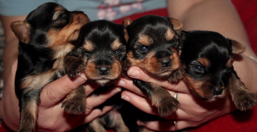 Yorkshire Terrier