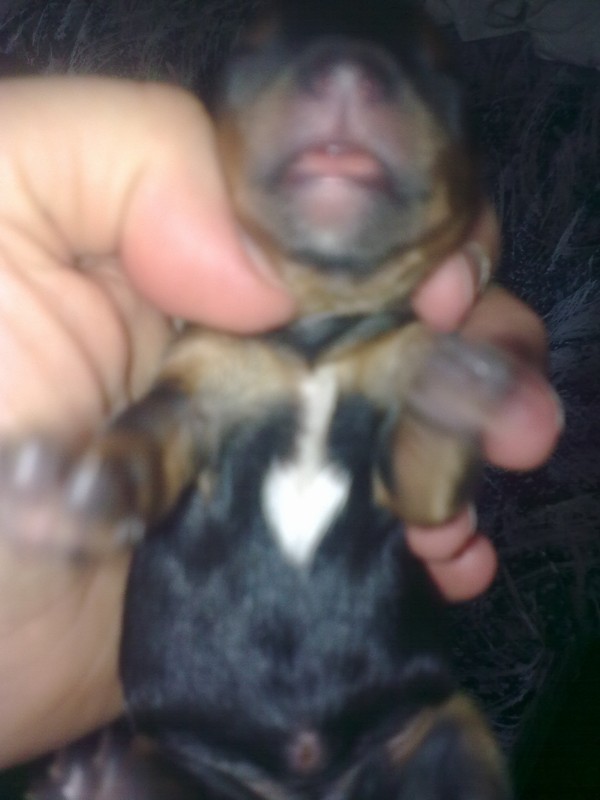 Yorkshire Terrier