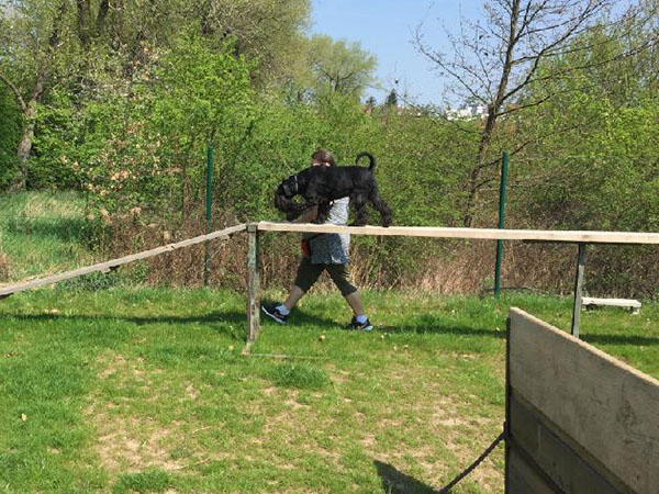 cvičák