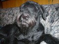 Ygor
