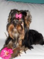 Bibianne Love For Kim Ketrys - 2