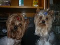Blueberry Black Ketrys - 1